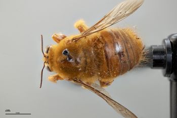 Media type: image;   Entomology 810852 Aspect: habitus dorsal view